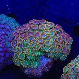 Rainbow Alveopora Colony Coral