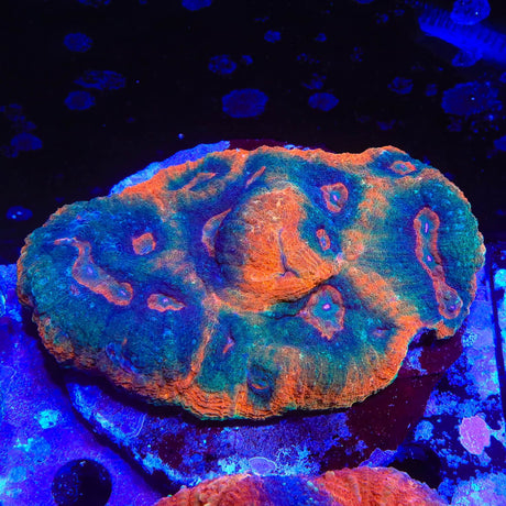Rainbow Australomussa Colony 3" Coral