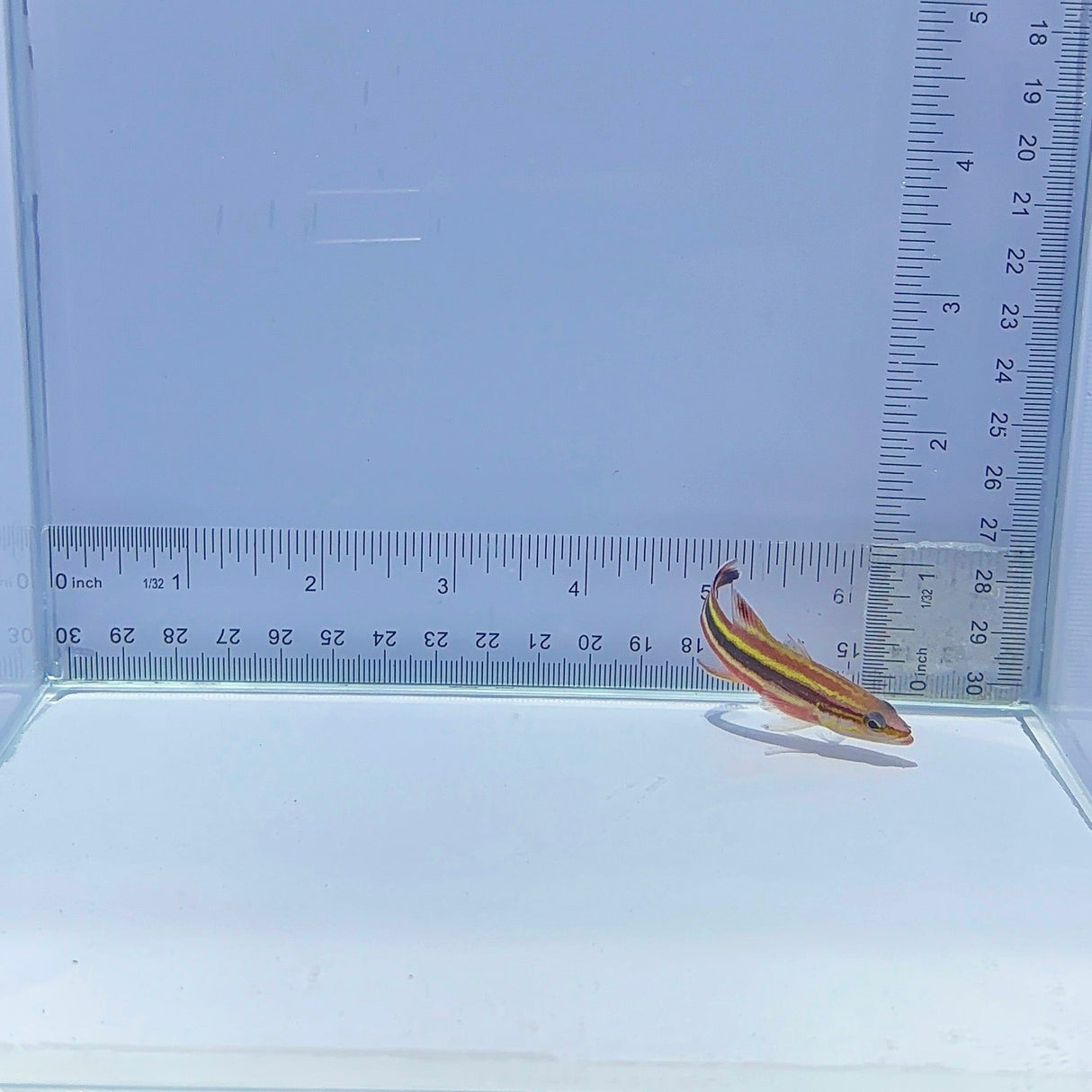 Rainbow Basslet Fish