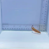 Rainbow Basslet Fish