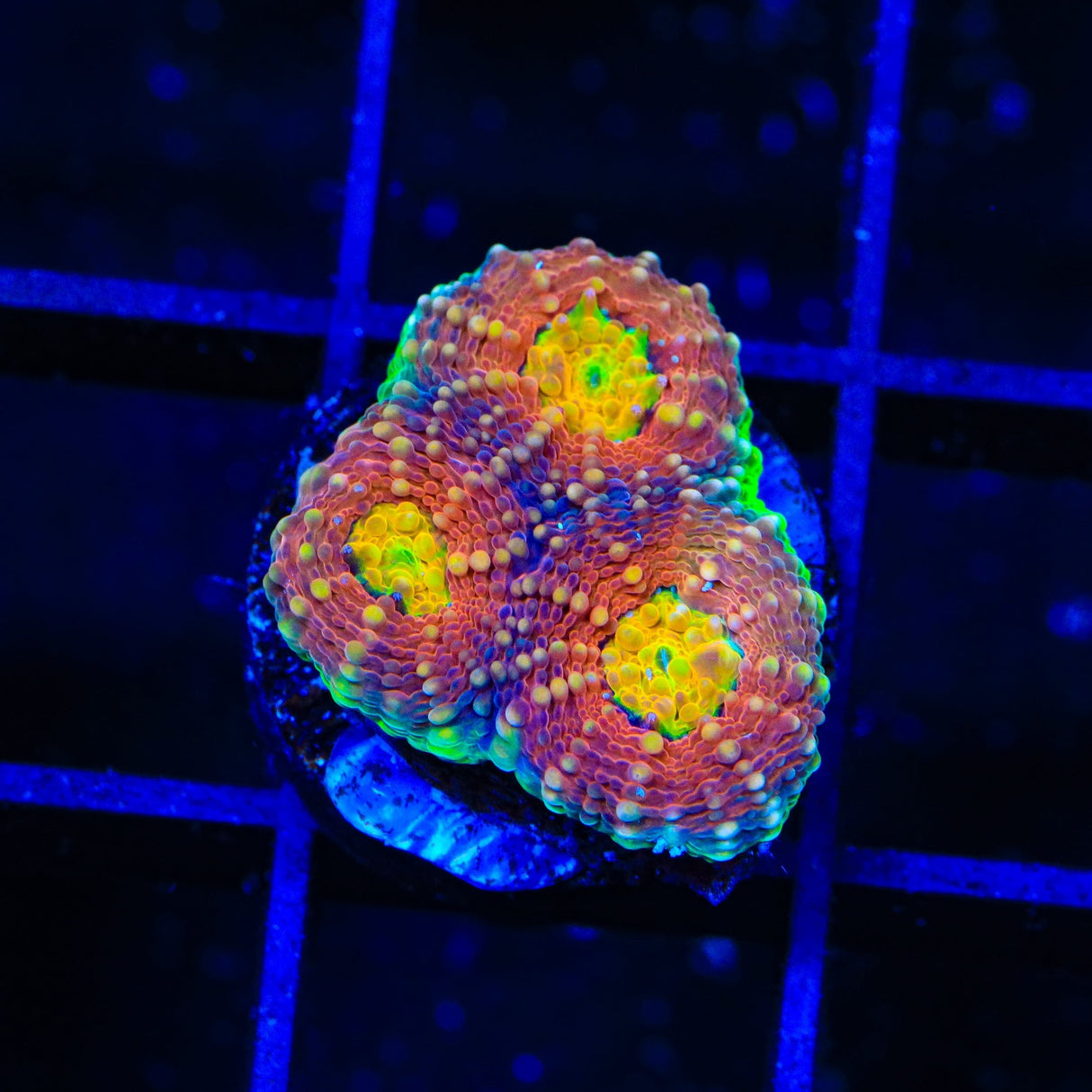 Rainbow Blast Echinata Coral