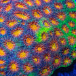 Rainbow Blast Echinata Coral