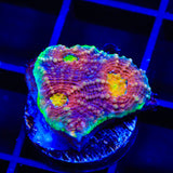 Rainbow Blast Echinata Coral