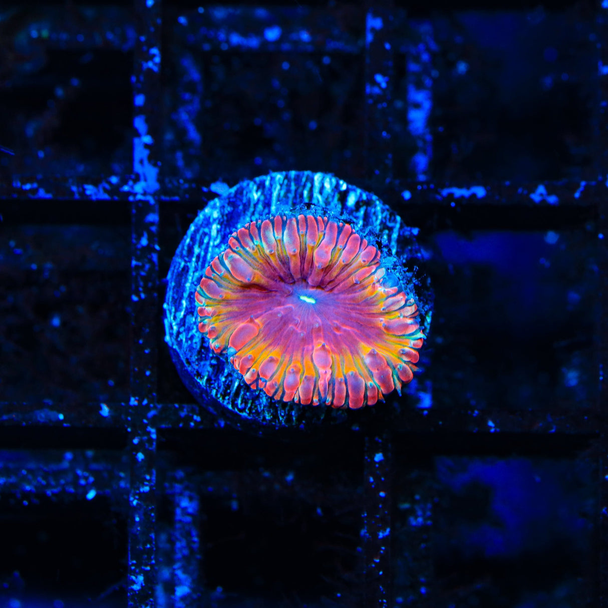 Rainbow Blastomussa Coral