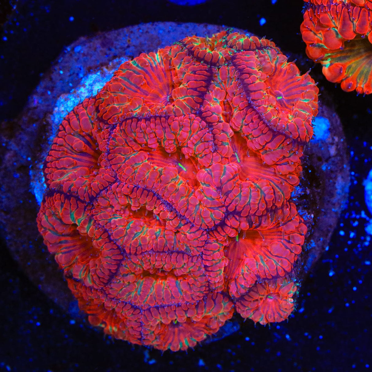 Rainbow Blastomussa Coral