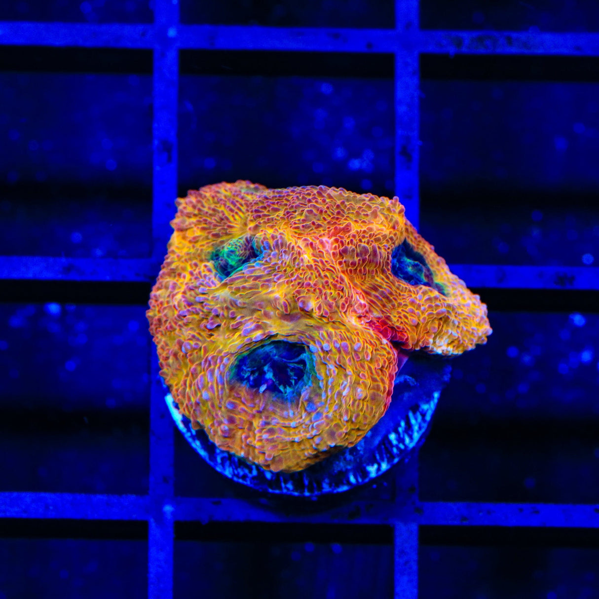 Rainbow Bowerbankii Coral