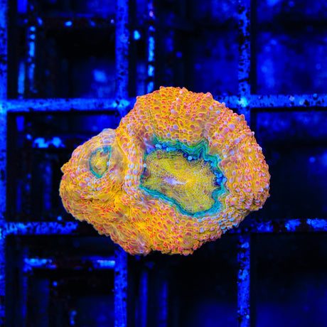 Rainbow Bowerbankii Coral