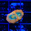 Rainbow Bowerbankii Coral