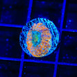 Rainbow Bowerbankii Coral