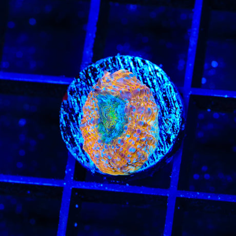 Rainbow Bowerbankii Coral