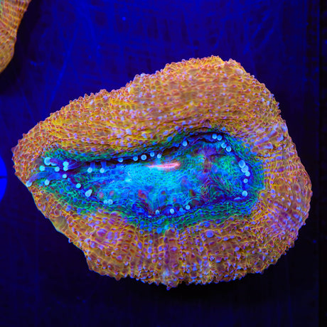 Rainbow Bowerbankii Coral