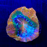 Rainbow Bowerbankii Coral