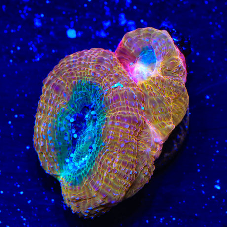 Rainbow Bowerbankii Coral