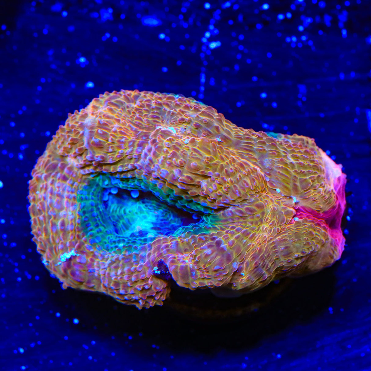 Rainbow Bowerbankii Coral