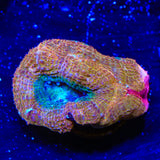 Rainbow Bowerbankii Coral