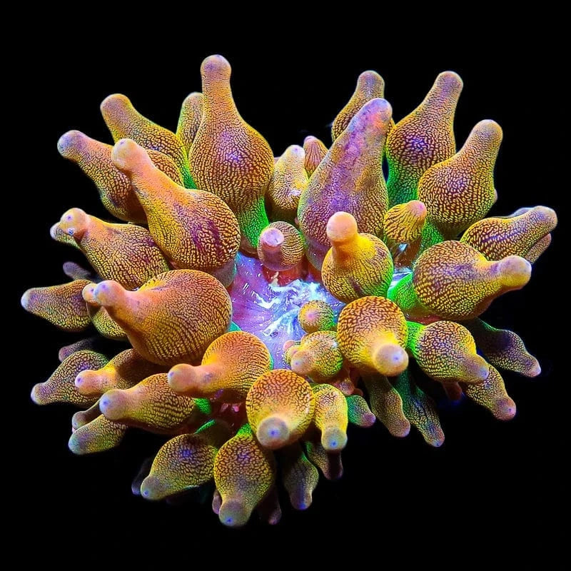 Rainbow Bubbletip Anemone