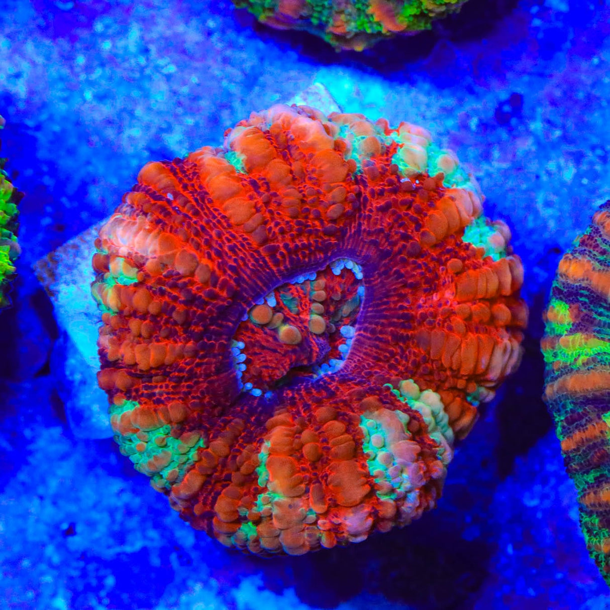 Rainbow Button 1" - 2" Scolymia Coral