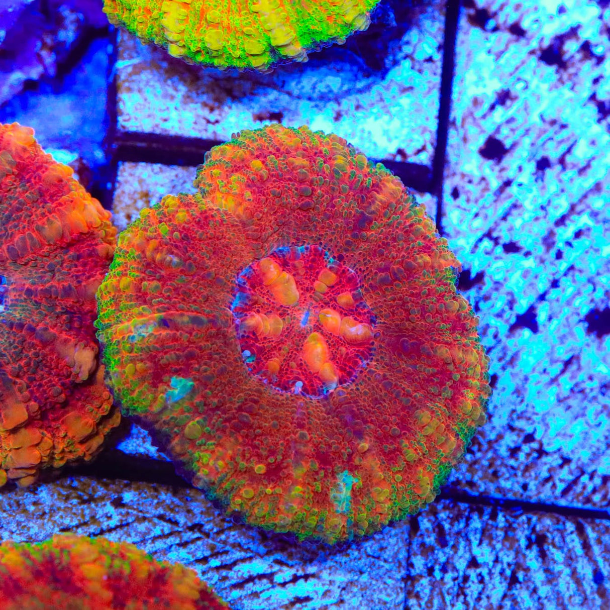 Rainbow Button 1" - 2" Scolymia Coral