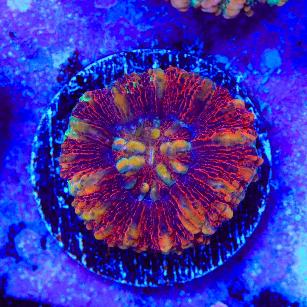 Rainbow Button 1" - 2" Scolymia Coral