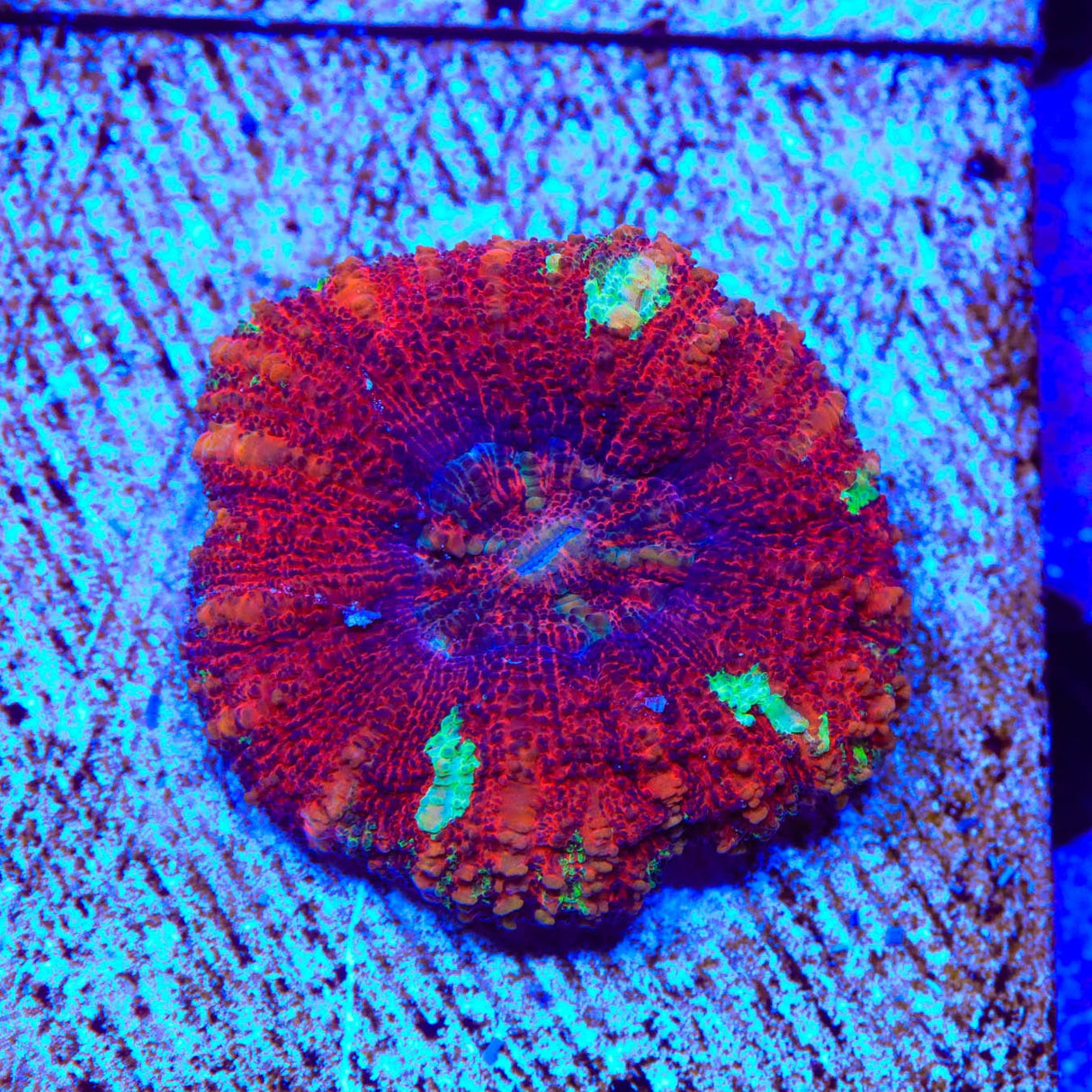 Rainbow Button 1" - 2" Scolymia Coral