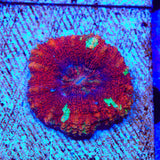 Rainbow Button 1" - 2" Scolymia Coral