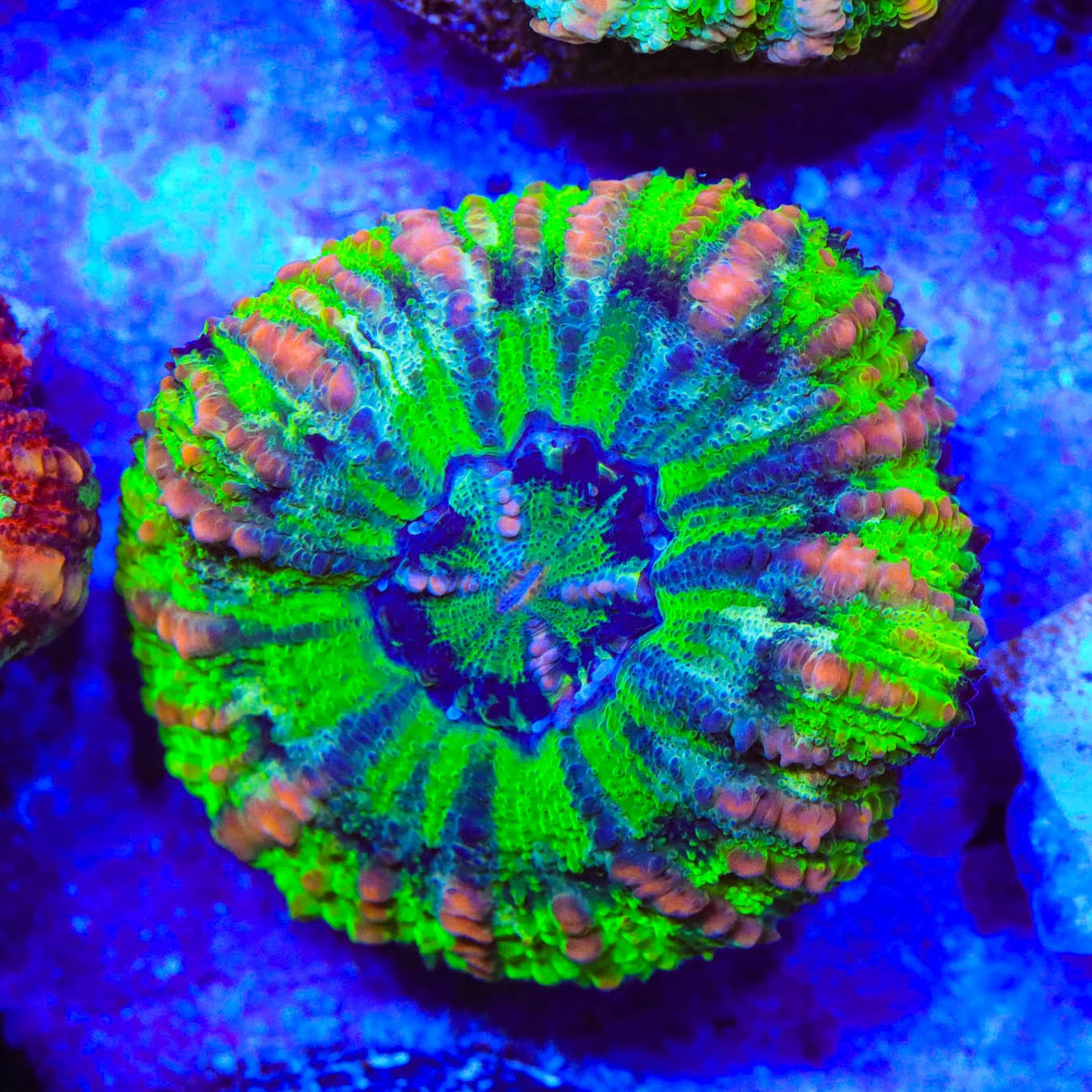 Rainbow Button 1" - 2" Scolymia Coral
