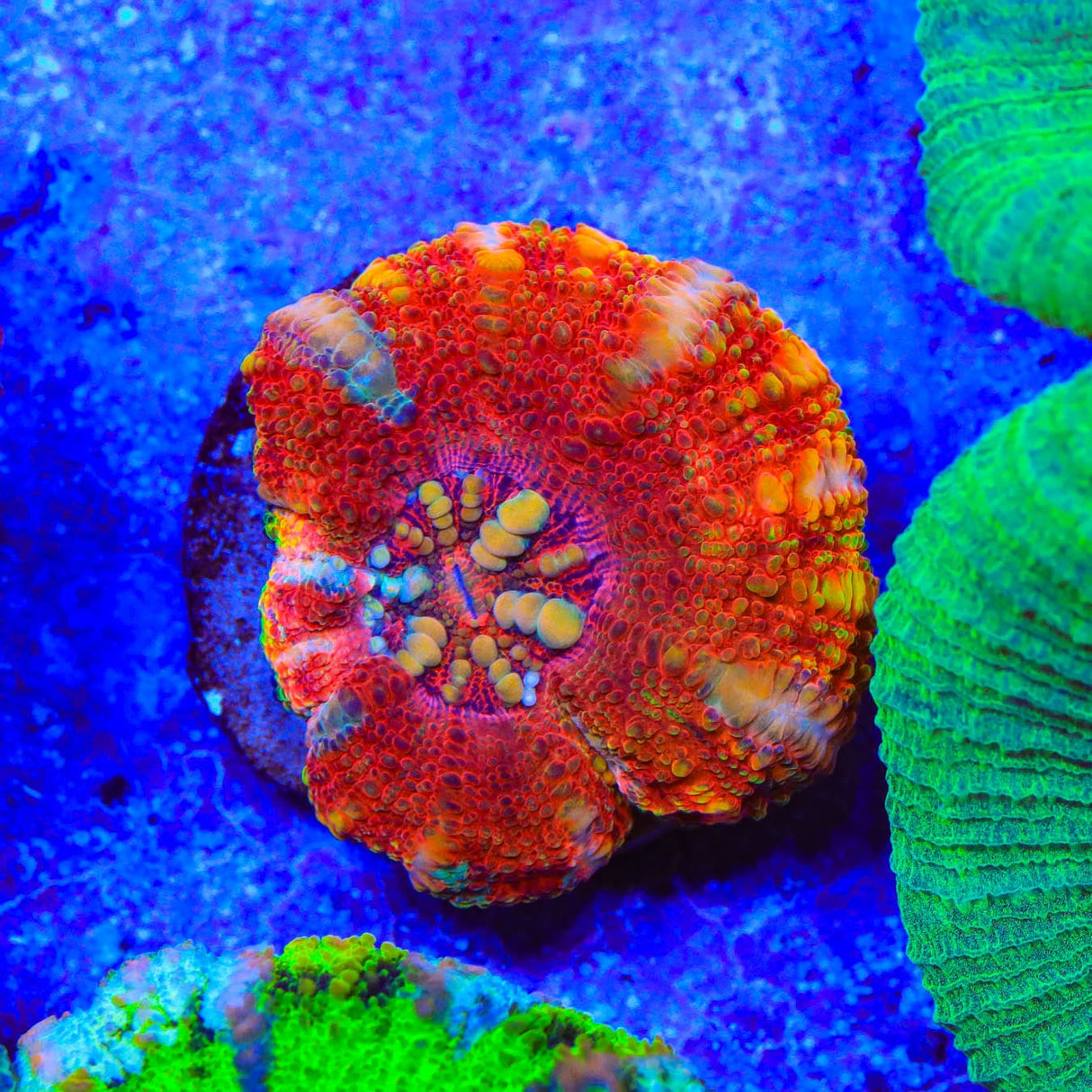 Rainbow Button 1" - 2" Scolymia Coral