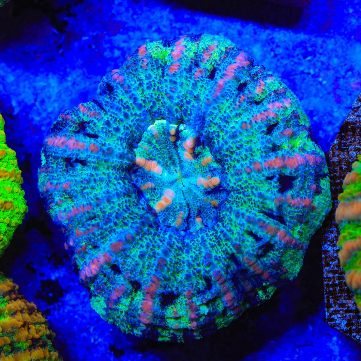 Rainbow Button 1" - 2" Scolymia Coral