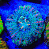 Rainbow Button 1" - 2" Scolymia Coral