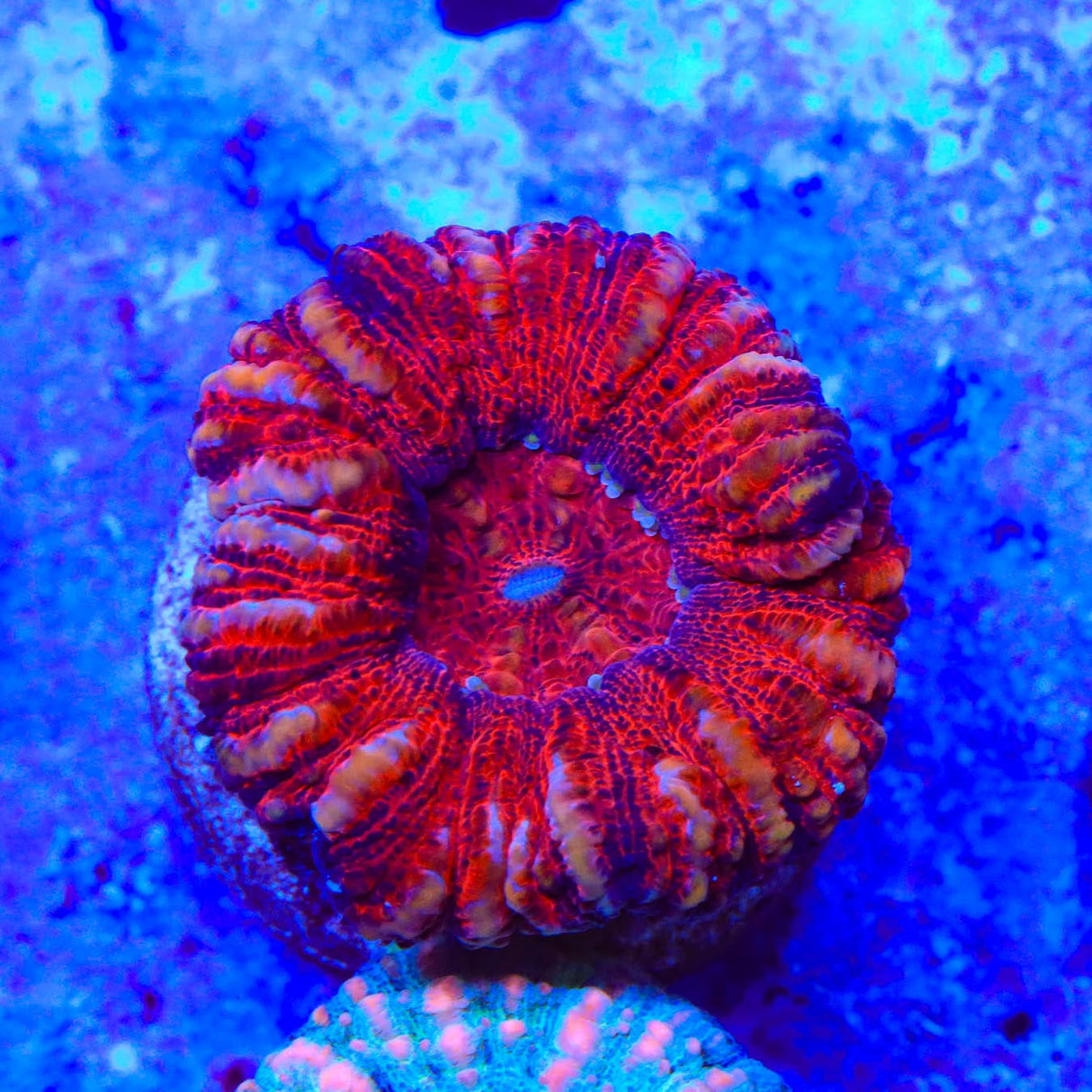 Rainbow Button 1" - 2" Scolymia Coral