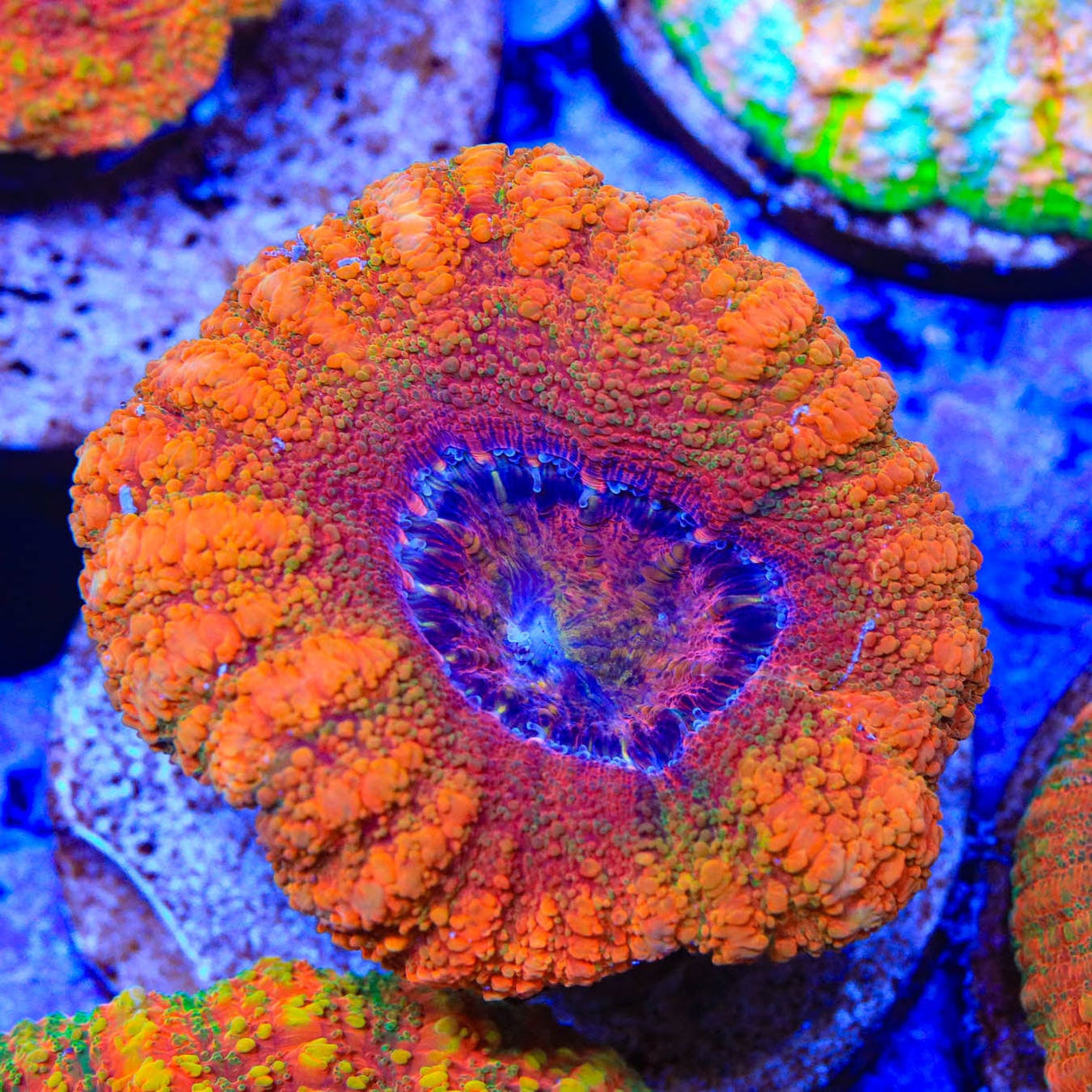Rainbow Button 1" - 2" Scolymia Coral