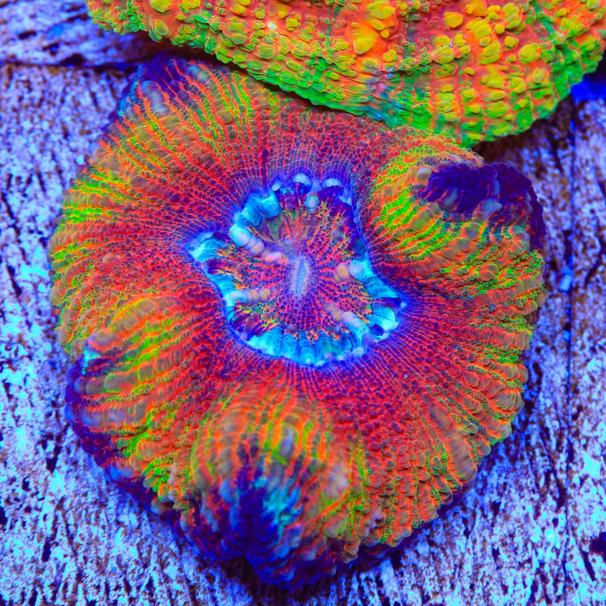 Rainbow Button 1" - 2" Scolymia Coral