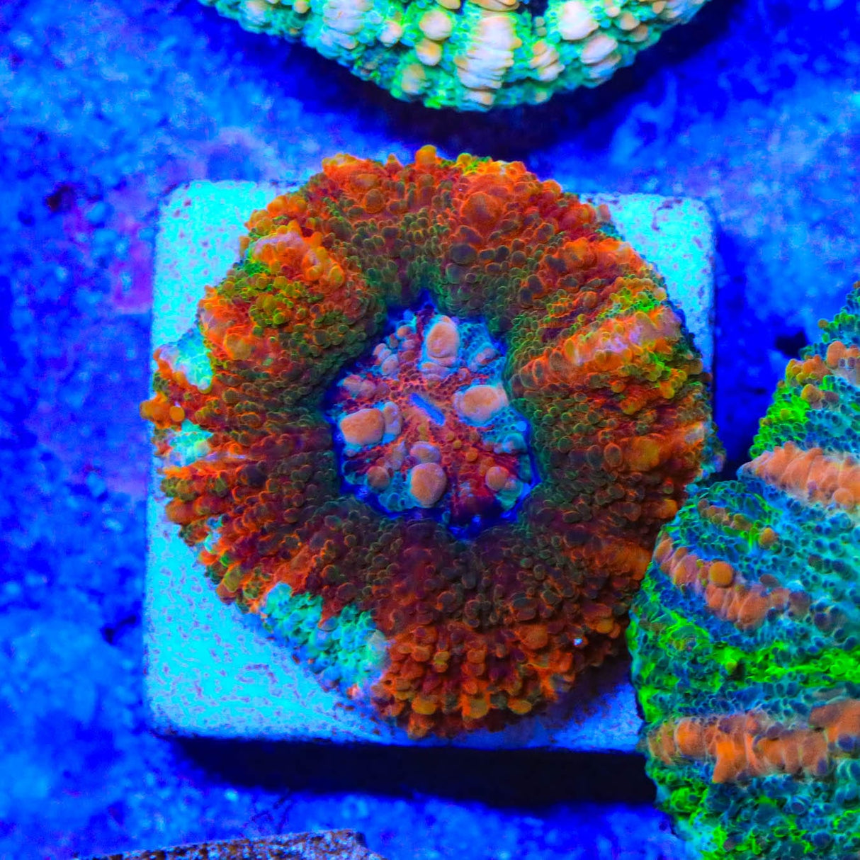 Rainbow Button 1" - 2" Scolymia Coral
