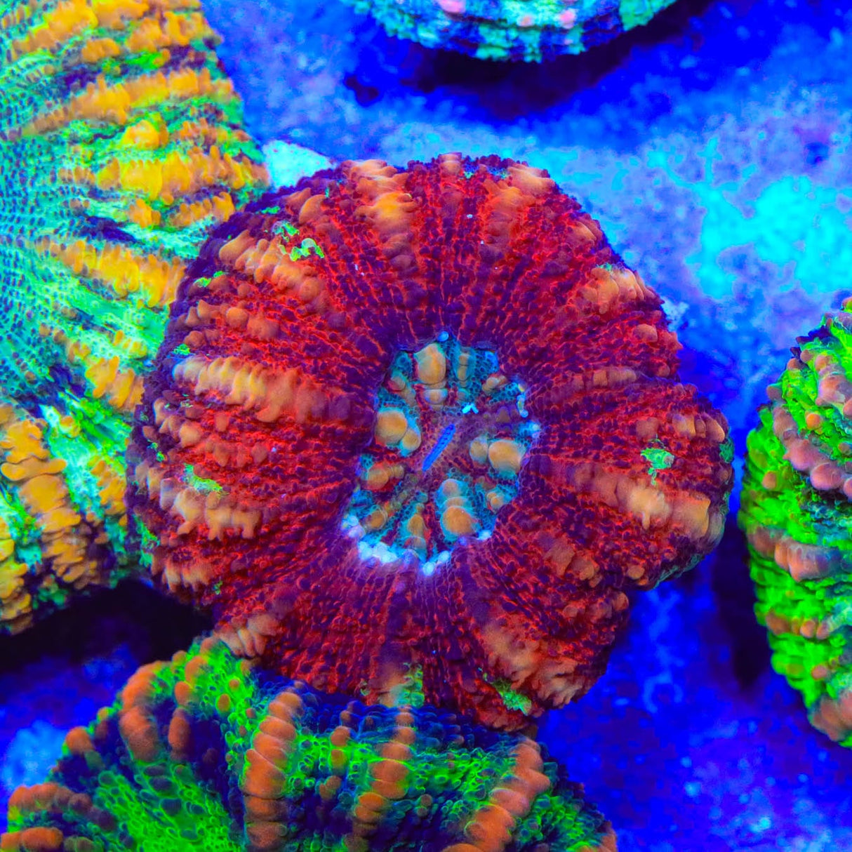 Rainbow Button 1" - 2" Scolymia Coral