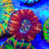 Rainbow Button 1" - 2" Scolymia Coral