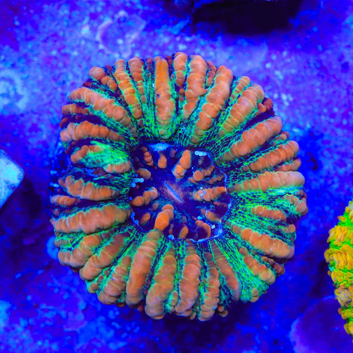Rainbow Button 1" - 2" Scolymia Coral