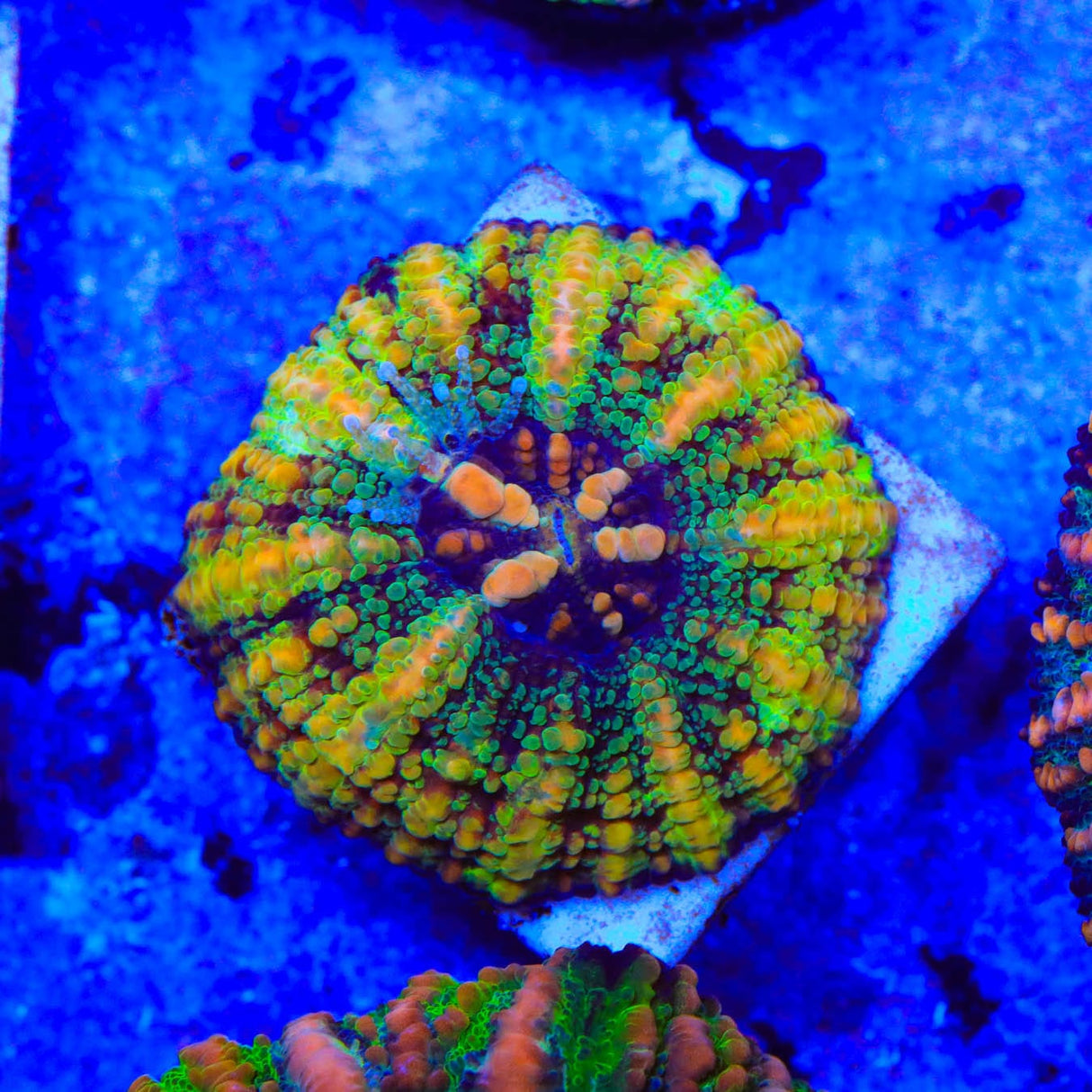 Rainbow Button 1" - 2" Scolymia Coral