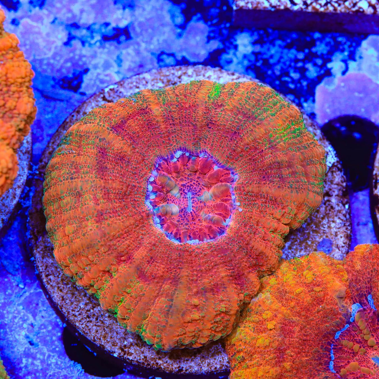 Rainbow Button 1" - 2" Scolymia Coral