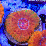 Rainbow Button 1" - 2" Scolymia Coral