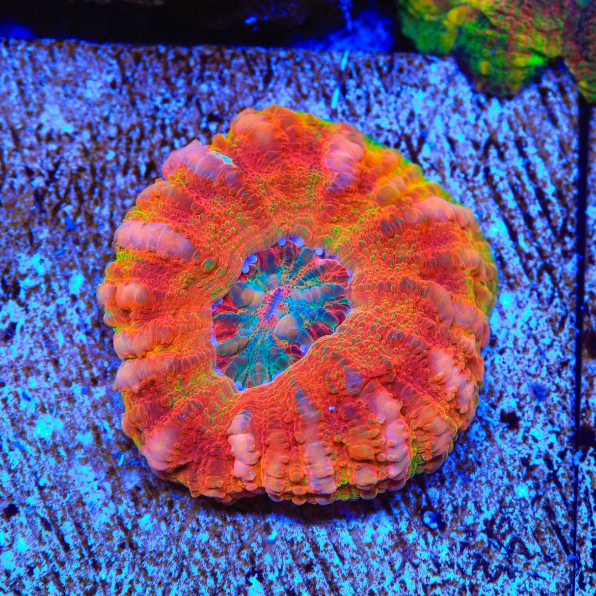 Rainbow Button 1" - 2" Scolymia Coral