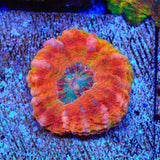 Rainbow Button 1" - 2" Scolymia Coral