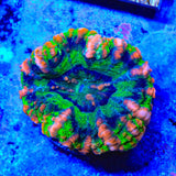 Rainbow Button 1" - 2" Scolymia Coral