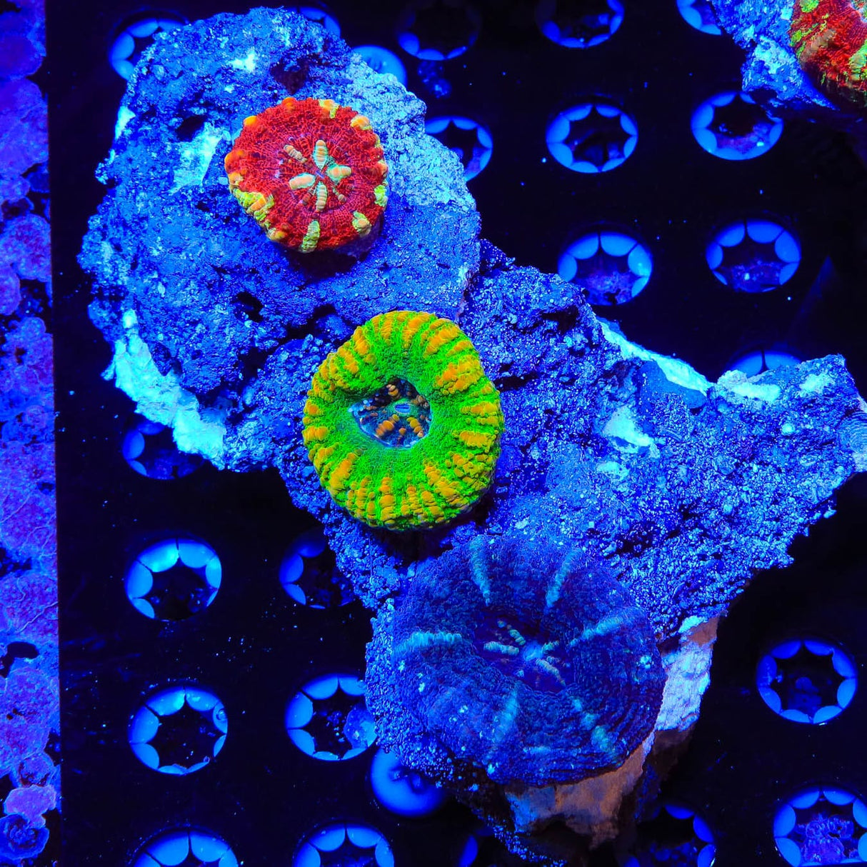 Rainbow Button Scoly Combo Rock Colony Coral