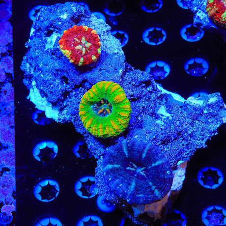 Rainbow Button Scoly Combo Rock Colony Coral