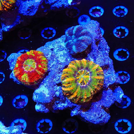 Rainbow Button Scoly Combo Rock Colony Coral