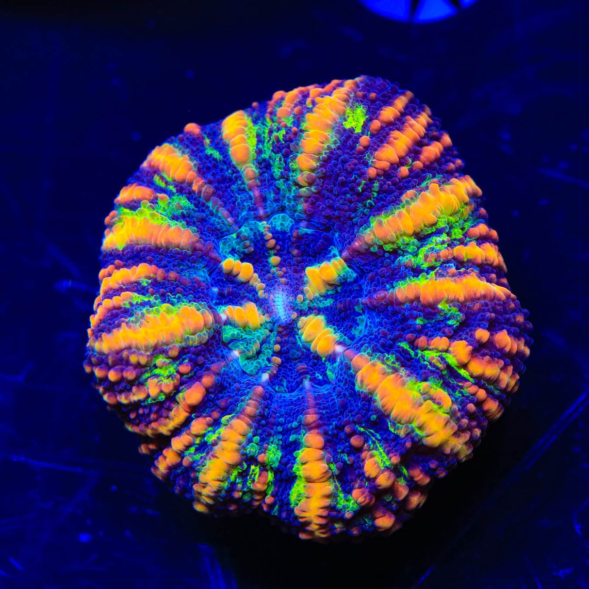 Rainbow Button Scoly Coral