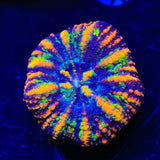 Rainbow Button Scoly Coral
