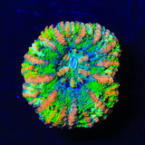 Rainbow Button Scoly Coral