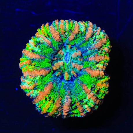 Rainbow Button Scoly Coral