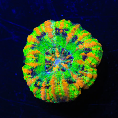 Rainbow Button Scoly Coral